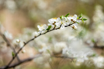 Kyiv, Ukraine, april 2014: Blossom of the Wild Plum in the forest