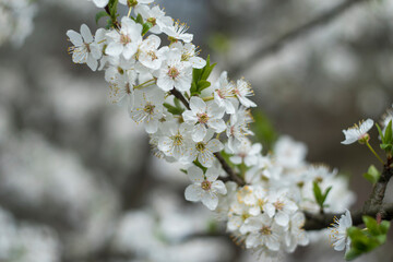 Kyiv, Ukraine, april 2014: Blossom of the Wild Plum in the forest