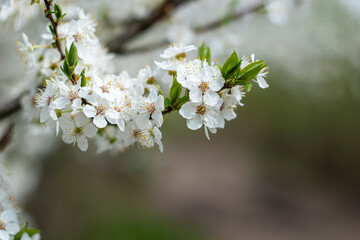 Kyiv, Ukraine, april 2014: Blossom of the Wild Plum in the forest