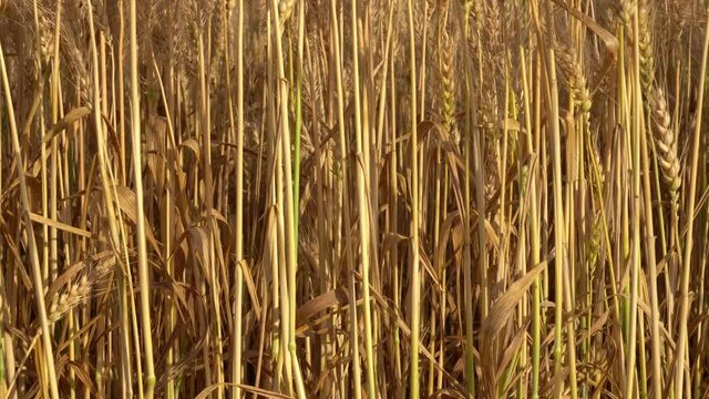 Golden wheat field before harvest