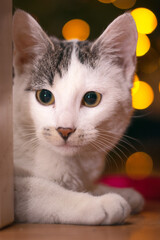 white cat © Daniel