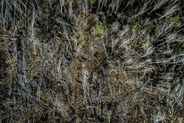 Deforestation, logging, environmental destruction. Destroyed forest by industry.