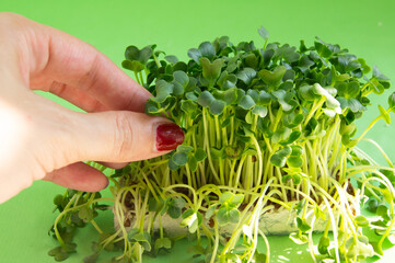 Woman hand holding microgreens . Healthy eating, microgreens, vegan and vegetarian diet concept.
