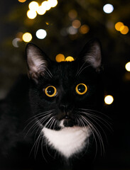 black cat with yellow eyes © Daniel