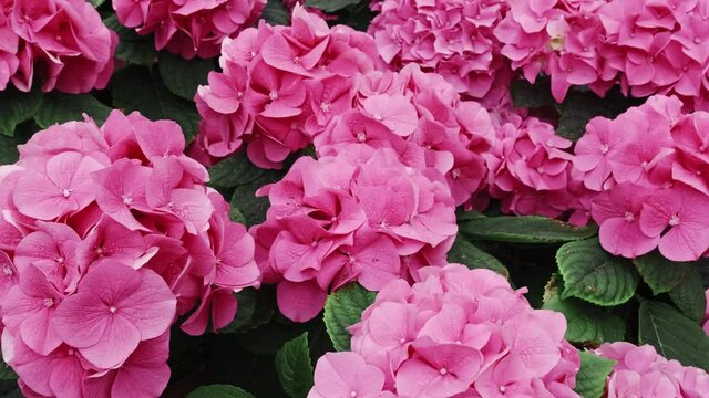 Purple Hydrangea flower in a garden