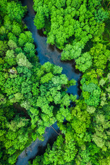 Green forest and blue river. Aerial view of wildlife, Poland. - obrazy, fototapety, plakaty