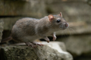 Ratte