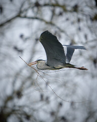 Reiher