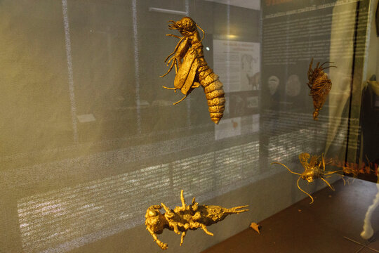 insectos conservados en ambar, 100 my, Dinosauria, museo de los dinosaurios, sala de la evolucion, Esperaza.departamento del Aude, Languedoc-Roussillon, pirineos orientales,Francia, europa