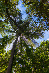 Fototapeta premium Shot of a tropical trees. Outdoors