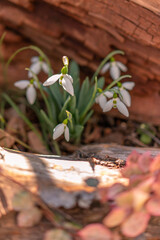 早春の球根　スノードロップ