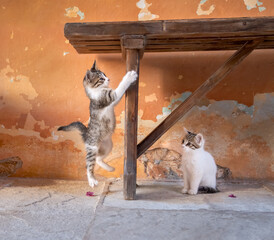 Cute cat babys playing, a funny kitten jumping up in front of a colorful terracotta-colored vintage wall with cracked peeling paint