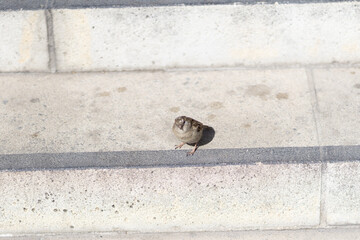 sparrow on the wall