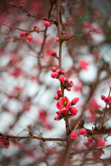 Branches of red flowers in winter