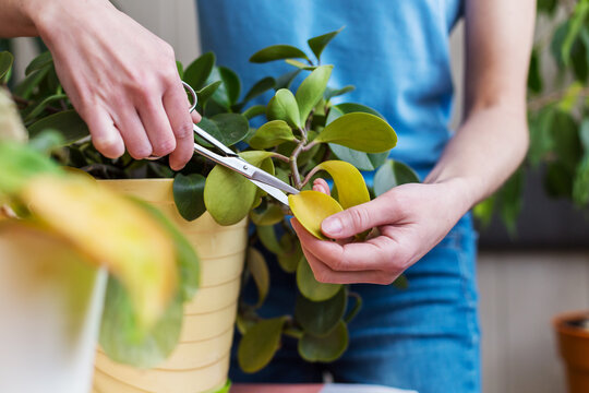 A Woman Is Cutting Yellow Leaves, Caring For Potted Plant