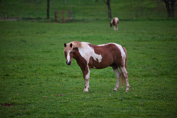 Fototapeta na wymiar Pferde, Weide, Gras, grün, Frühling, Herde