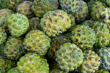 The ripe sugar apple fruit just picked from the tree looks green and fresh.