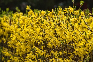 Forsythienblüte