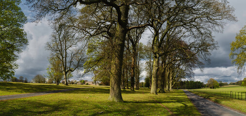 Rural English landscape with oak trees and grassland. South Dalton, UK.