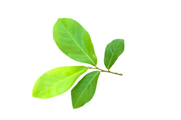 green leaves isolated on white background