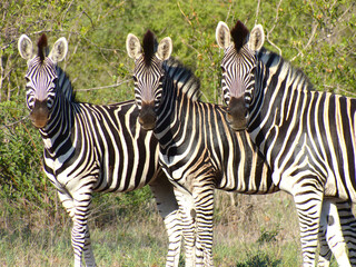 Three wild zebras in South Africa lined up in the same position looking to the camera.  © Lizanne