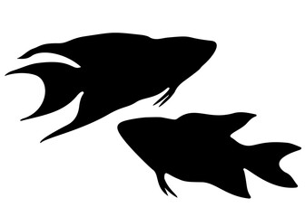 Macropod aquarium fish in the set.