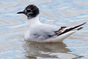 A moulting sub-adult Little Gull (Hydrocoloeus minutus), sitting on water at Titchwell RSPB Reserve, Norfolk, UK.