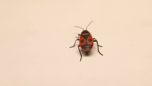 firebug on a white background
Red and black striped stink bug isolated.
it's also called a red bug with black dots.
bugs, insect, insects.
animal, animals, wildlife, wild nature, woods.
spring, summer