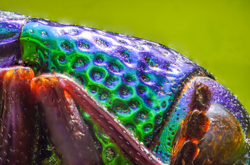 Extreme macro photography, super macro, bug