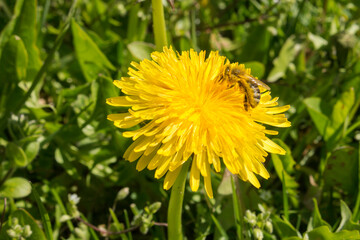 Löwenzahnblüte mit Biene 
