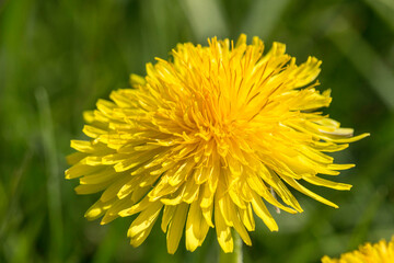 Nahaufnahme einer Löwenzahnblüte