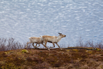 Spring and reindeer in the mountains,Brønnøy,Helgeland,Nordland county,Norway,scandinavia,Europe