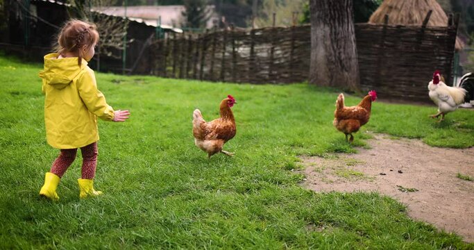 cute toddler girl chasing the chicken flock on the country yard