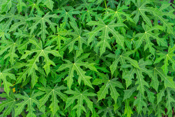 A collection of leaves that looks very green and lush in a tourist park can attract many visitors.