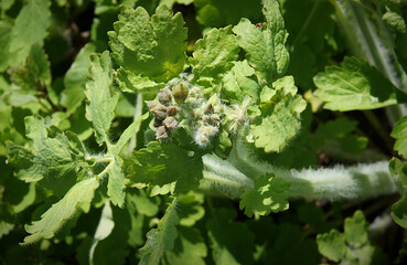 Flower buds of greater celandine