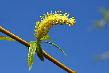 Male flower buds of weeping willow - obrazy, fototapety, plakaty