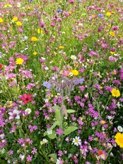 Fototapeta premium Wildflowers