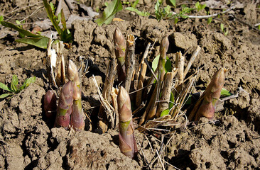 Growing green asparagus shoots