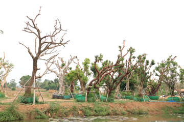 Pruning trees after planting and brace trees for garden decoration.