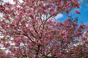 Pink Tree