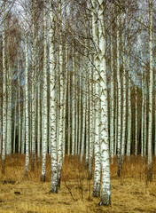 birch forest in autumn