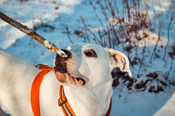 winter walking with dogo argentino