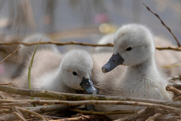 Closeup shot of baby swans in a nest
