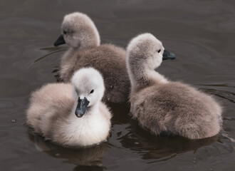 Closeup shot of baby swans swimming in a lake © Jon Pauling/Wirestock