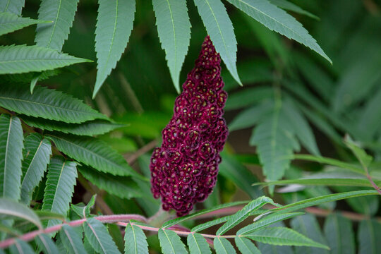 Red berries and green leaves of staghorn sumac tree