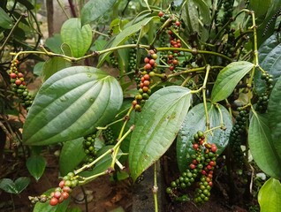 Black pepper spice plant in pepper growing plantation, farm or garden Kerala, India filled with organic fresh bright red and green color seeds and thick leaves. Beautiful macro close up top side view.