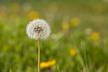dandelion flower with seeds on green background