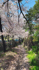 Japanese chellyblossam