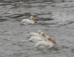 Pelicans