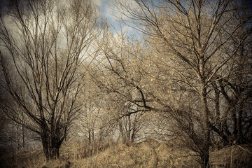 Landscape, dry trees. Autumn forest.